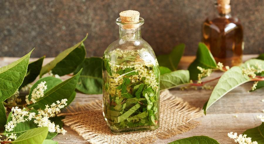 Jakie zioła są dobre na serce? Żeń-szeń i kurkuma – naturalna ochrona naczyń krwionośnych i profilaktyka chorób układu krążenia