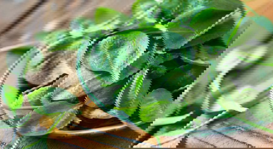 Jakie znaczenie dla organizmu ma żelazo?